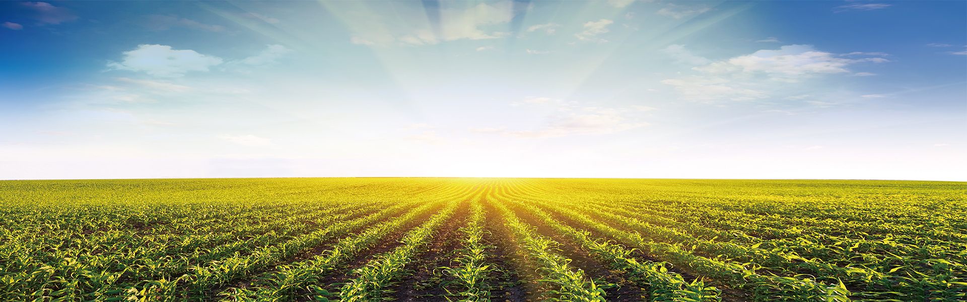 Linking Science and Nature</br> Creating A Sustainable Agricultural Future