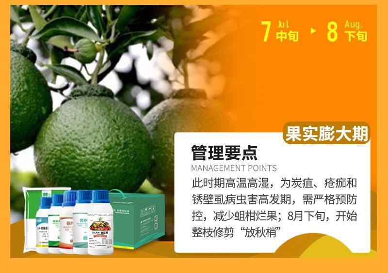 此時期高溫高濕，為炭疽、瘡癡和銹壁虱病蟲害高發(fā)期，需嚴格預防控，減少蛆柑爛果;8月下旬，開始整枝修剪“放秋梢”