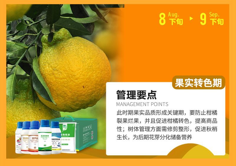 此時(shí)期果實(shí)品質(zhì)形成關(guān)鍵期，要防止柑橘裂果爛果，并且促進(jìn)柑橘轉(zhuǎn)色，提高商品性;樹體管理方面需修剪整形，促進(jìn)秋梢生長，為后期花芽分化儲備營養(yǎng)