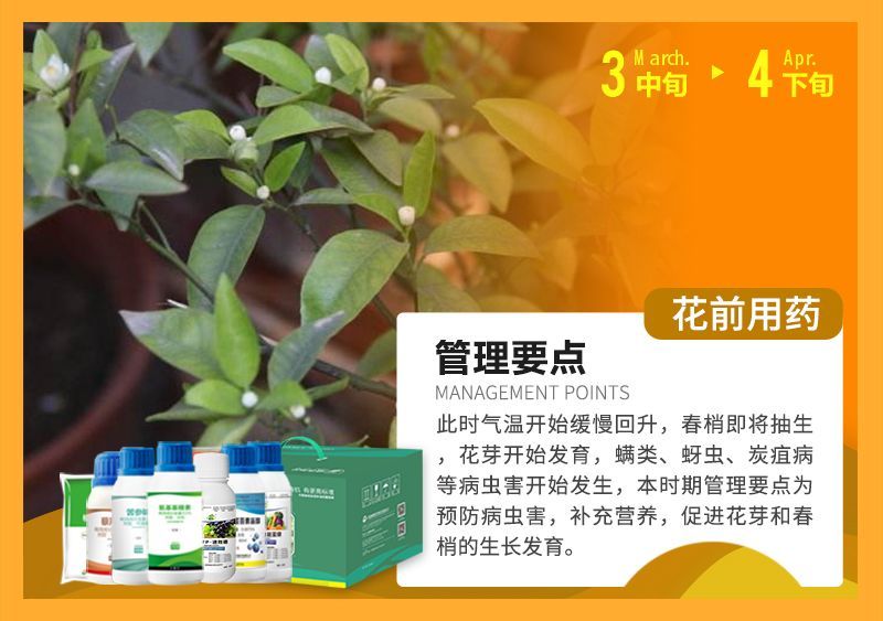 此時氣溫開始緩慢回升，春梢即將抽生花芽開始發(fā)育，蠕類、蚜蟲、炭疽病等病蟲害開始發(fā)生，本時期管理要點(diǎn)為預(yù)防病蟲害，補(bǔ)充營養(yǎng)，促進(jìn)花芽和春梢的生長發(fā)育。