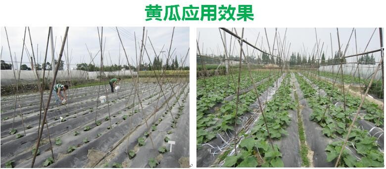 氨基寡糖素 - 植物的免疫衛(wèi)士，根結(jié)線蟲的克星