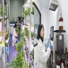 生物植調(diào)劑